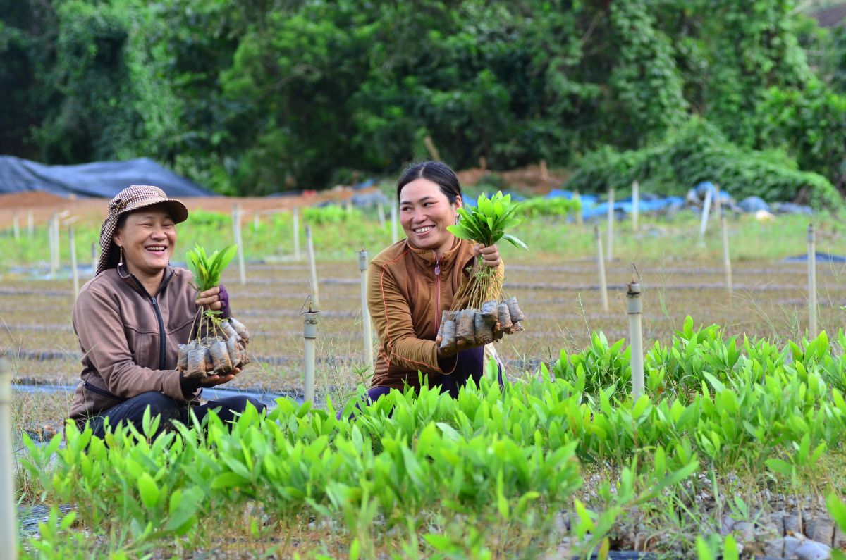 Quang Nam 