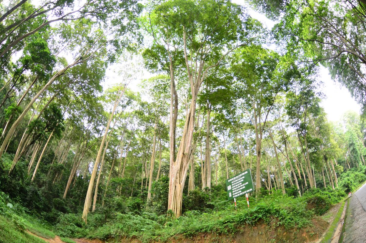 Natural forest in Tuong Duong district, Nghe An