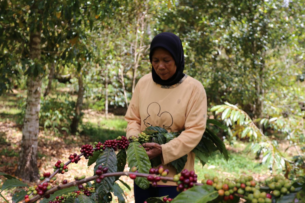 Harvesting coffee