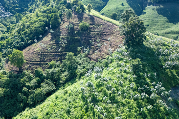 Hilly maize fields in Nan where farmers planted 40,000 trees
