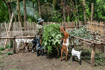 Upland farmer in Nan integrating trees, crops, bees and livestock systems