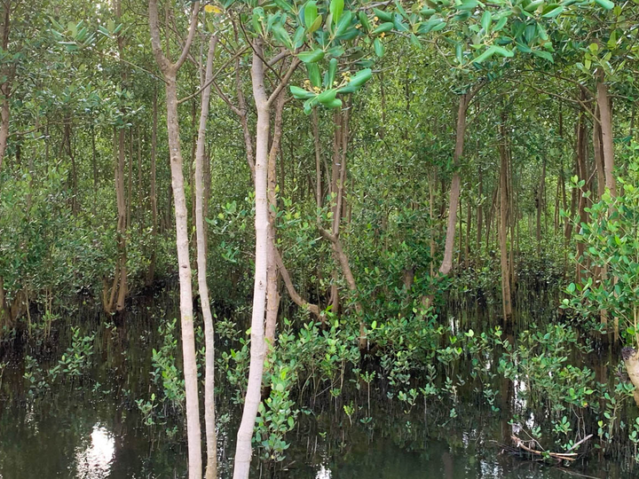 Mangrove forest