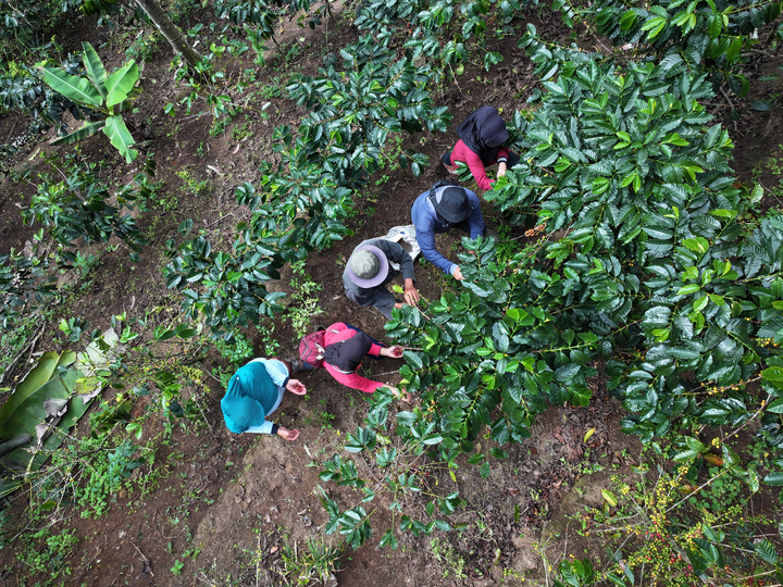 Facilitation done well helps farmers who manage forests thrive