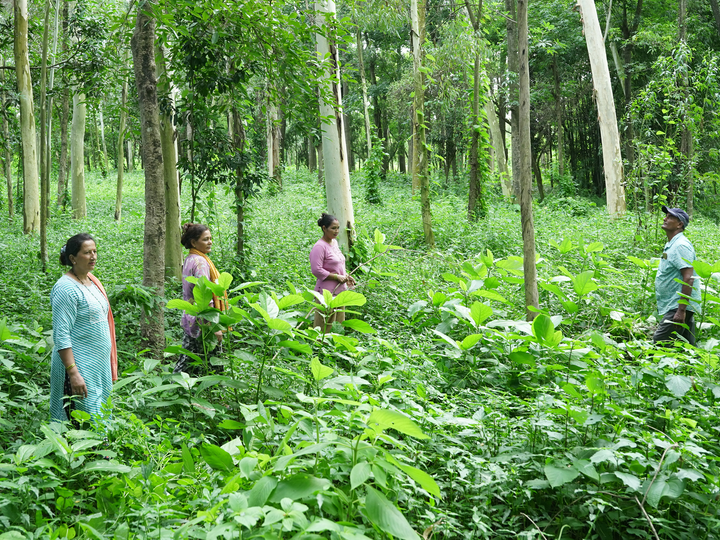 Forest in Sarlahi