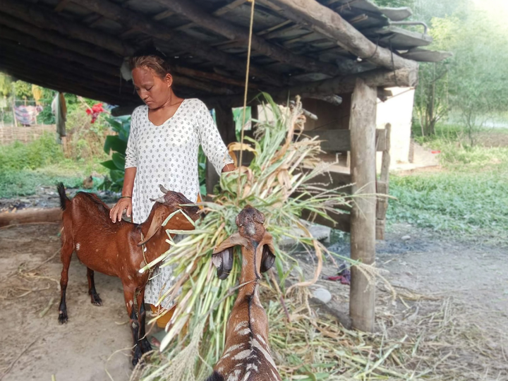 Woman caring for goats in a modest shed in Nepal
