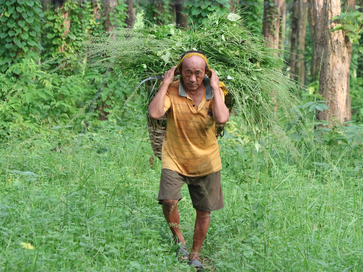 Fodder collection in community forest, Nepal