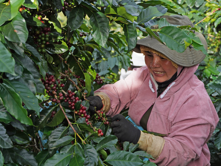 Coffee farmer in Viet Nam
