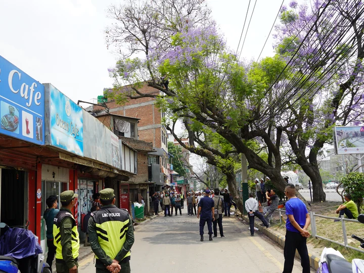 Trained personnel cutting down overgrown branches of a Jacaranda tree at Lalitpur, Nepal