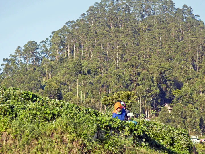 Tambagguruyung Community Forest in Lebak Muncang Village, Ciwidey, West Java, Indonesia
