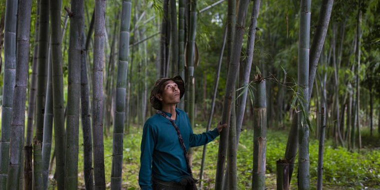 Man between bamboo