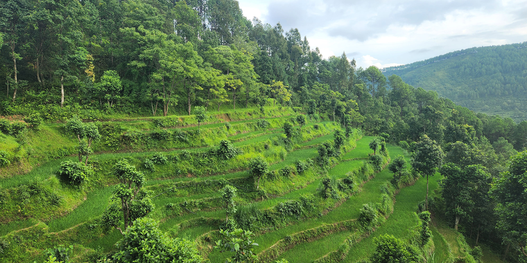 Forest in Nepal's Sindupalchowk district