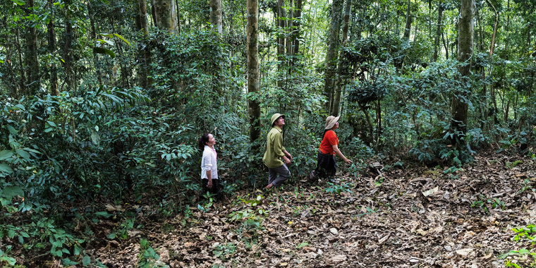Forest in Viet Nam