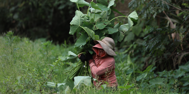 A women in field