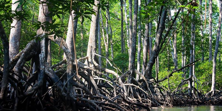 A mangrove forest in Lampi, an island in the Tanintharyi Region, Myanmar.