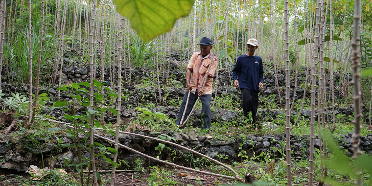 Teak farmers benefit from Wana Manunggal Lestari Cooperative, because they receive fairer prices 