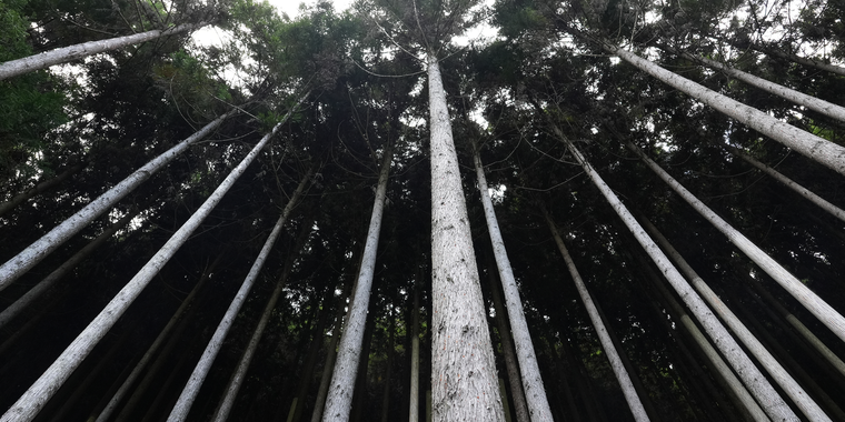 Kyoto Model Forest 