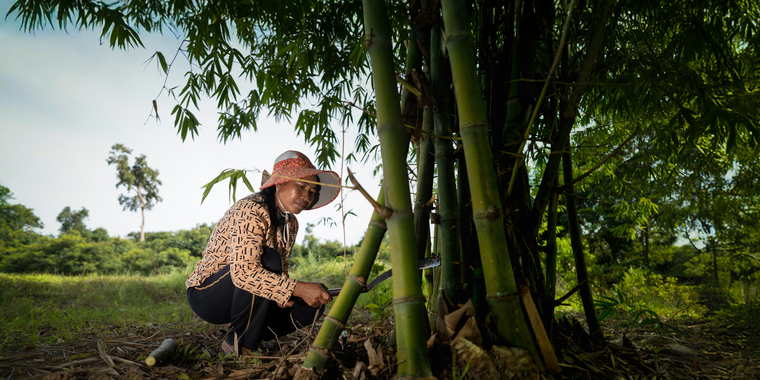 A woman harvests bamboo in Prey Hum Community Forest, Kampong Thom Province, Cambodia.