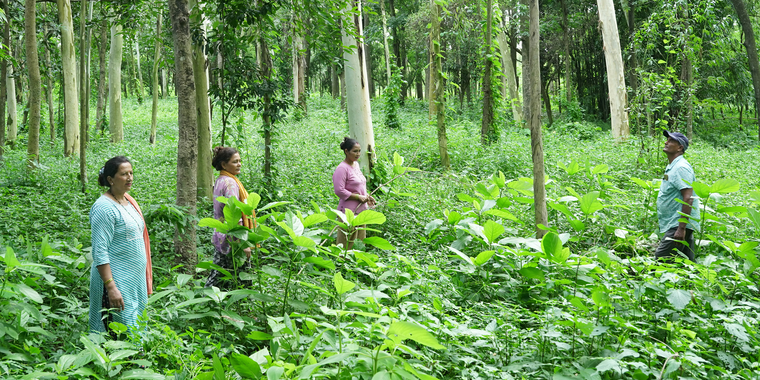 Forest in Sarlahi
