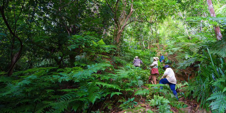 Community forest members .make their way up a steep, fern-filled hillside