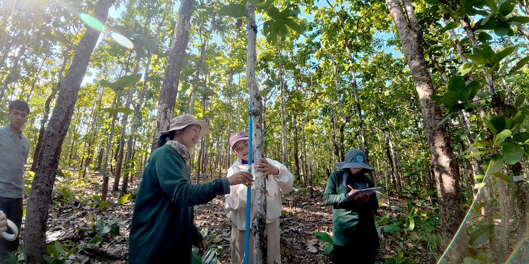 Ngao model forest