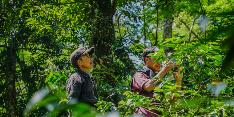 Community-led monitoring in forest-risk commodity supply chains