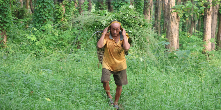 Fodder collection in community forest, Nepal