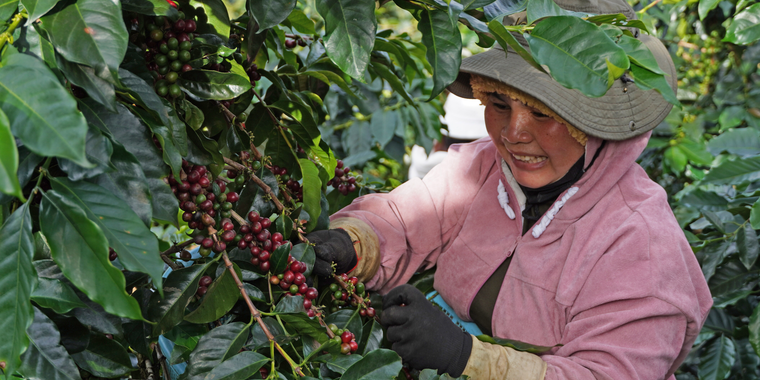 Coffee farmer in Viet Nam