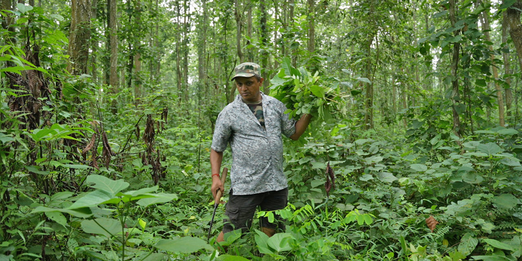 Forest in Nepal