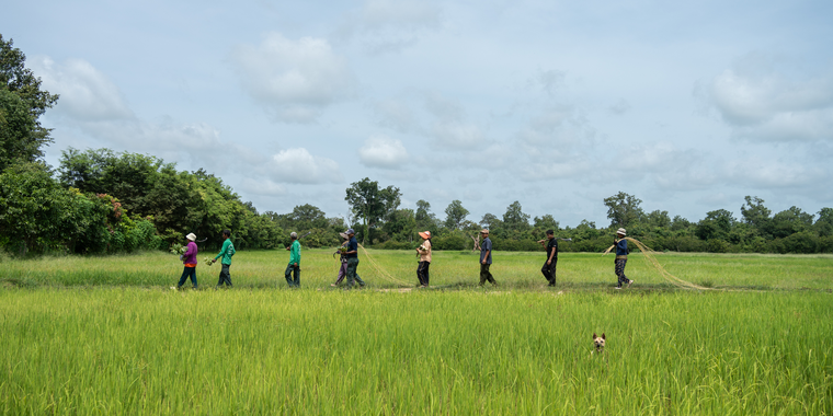 Landscape and community harvest rattan