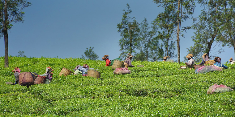The Regional Model Forest Network–Asia (RMFN–Asia)
