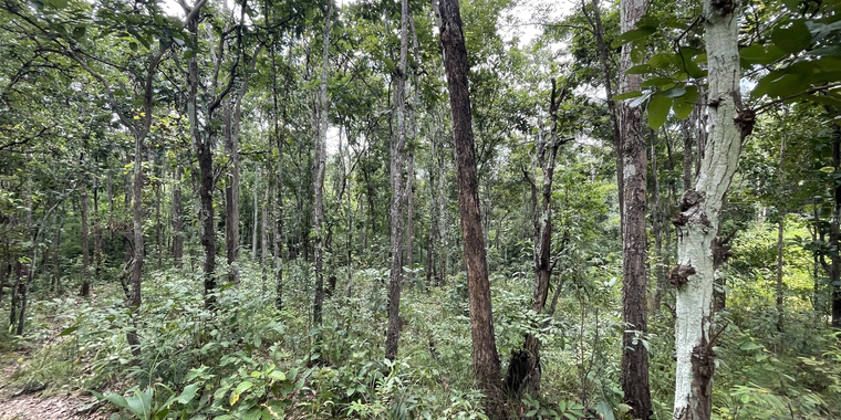 Restoration site in Bang Pong, Hang Dong sub district in Doi Suthep-Pui National Park