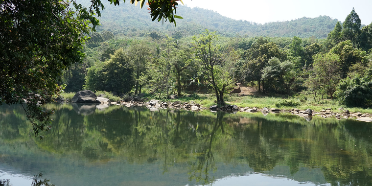 Kodagu Model Forest in Karnataka, India