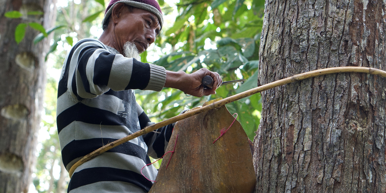 A 73-year-old farmer, H. Rosyid from Malaya village, still actively climbs dammar trees to collect the sap and sell it for his family's livelihood. Photo by RECOFTC.