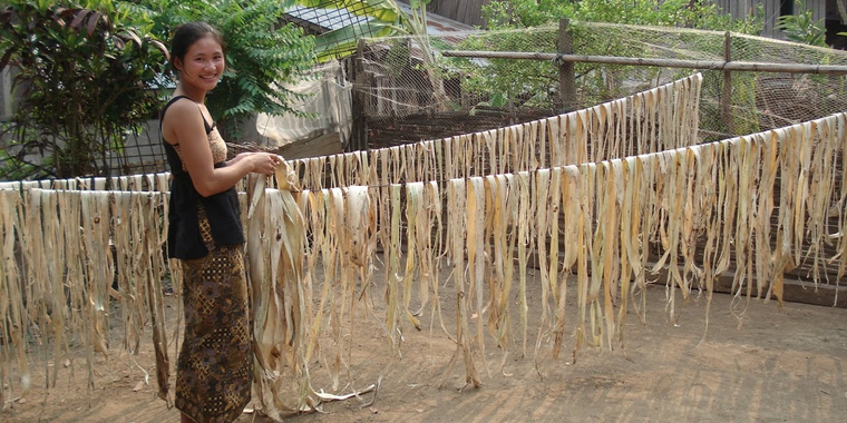 drying paper mulberry bark (Phonxiong Wanneng)