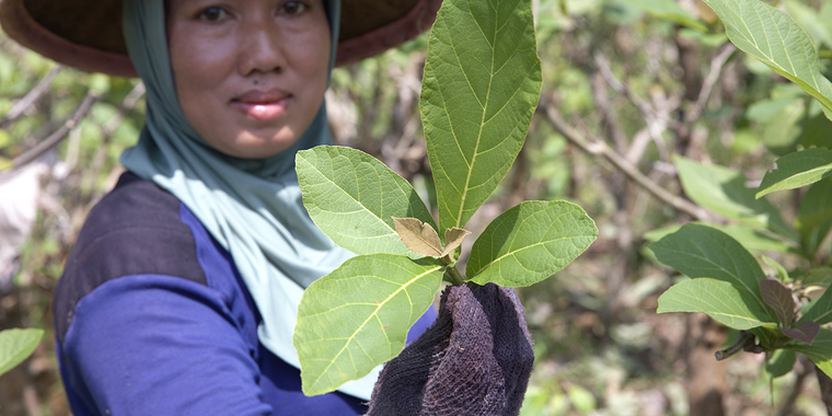 Staf Perhutani di kebun pembibitan jati yang berlokasi di Madiun, Jawa Timur, Indonesia.