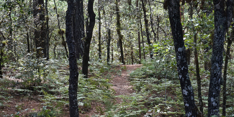 Community-managed forests in Oaxaca, Mexico engage local communities and utilize their Indigenous knowledge and investment in the land. Photo by Reem Hajjar, OSU- DISES