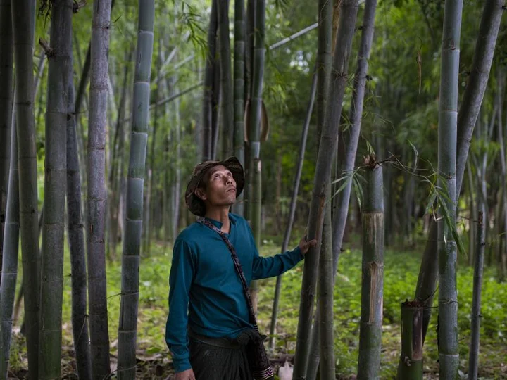 Man between bamboo