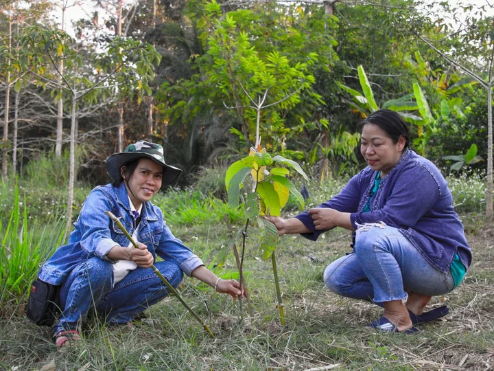 Two women crouched on the ground in a green forested area, tending to a young sapling.