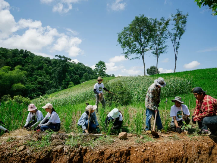 A group of people are planting trees wearing hats and gloves for protection. 