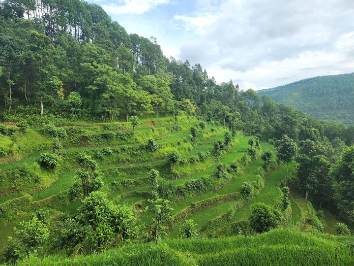Forest in Nepal's Sindupalchowk district