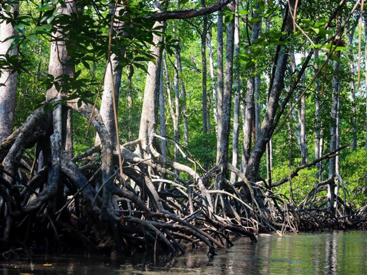 A mangrove forest in Lampi, an island in the Tanintharyi Region, Myanmar.