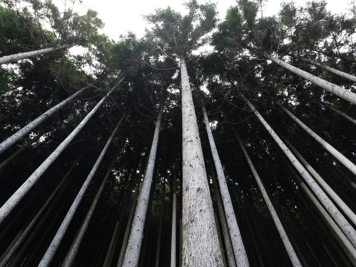 Kyoto Model Forest 