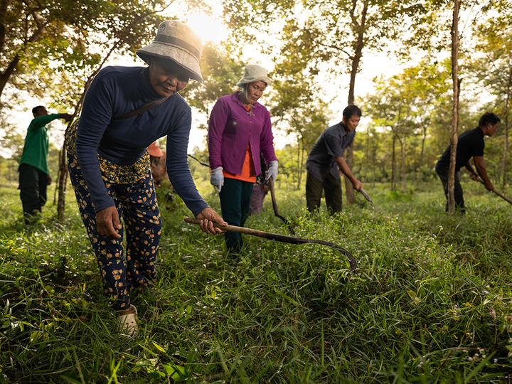 Social forestry