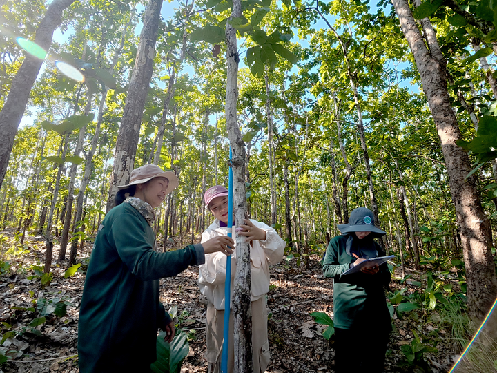 Ngao model forest