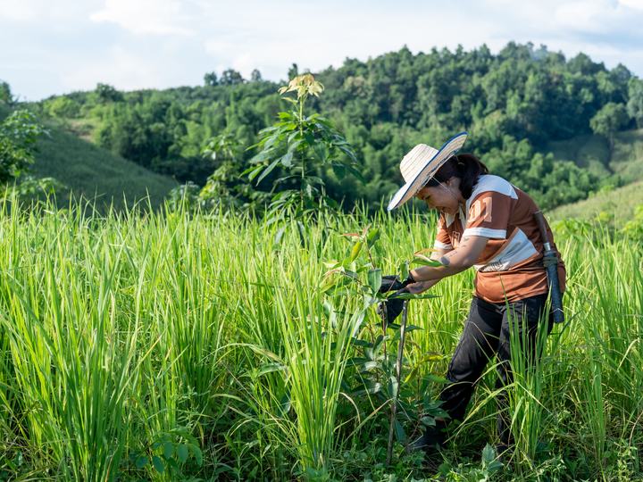 Farmer in Nan managing land through diversified, resilient farming