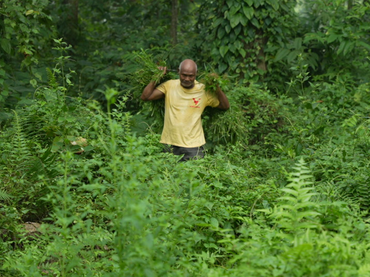 Buffer Zone Community Forests in Nepal