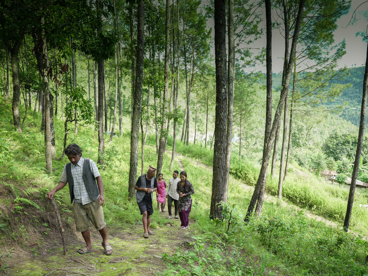 Forest in Nepal