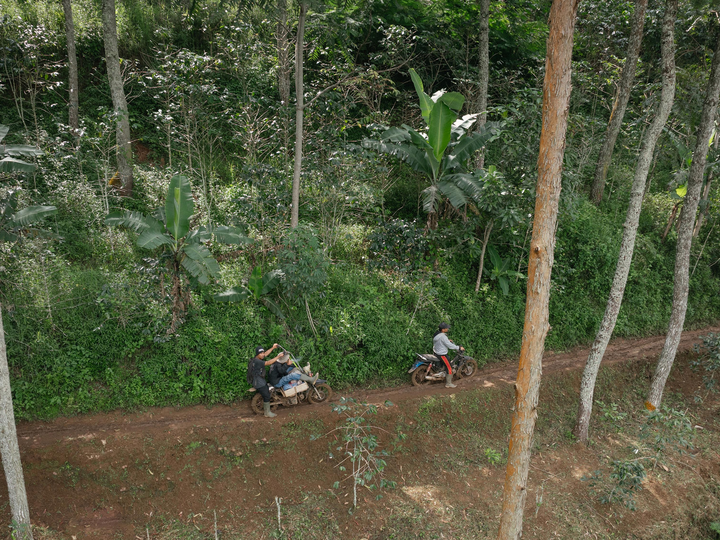 People with motorbikes on a dirt track among trees and banana plants.