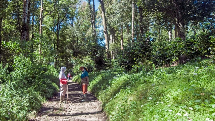 wandering men in the forest