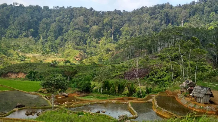 forest with plantation
